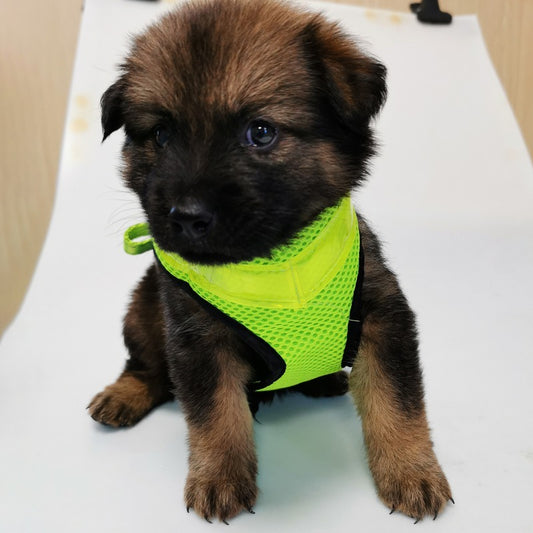 Pettorina per Cani con LED – Rete Traspirante Ricaricabile